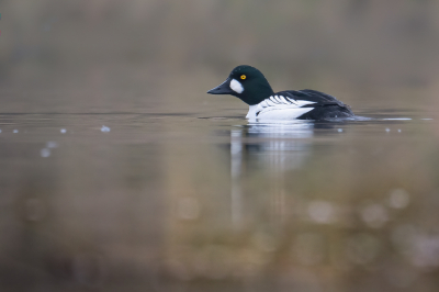 <i class='fa fa-user'></i> Vincent Vuik |   Brilduiker  <i class='fa fa-eye'> 345</i>  <i class='fa fa-thumbs-up'> 17</i>   <i class='fa fa-comment-o'> 23</i>