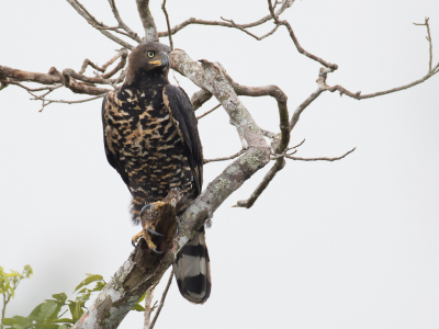 <i class='fa fa-user'></i> Paul van Giersbergen |   Kroonarend  <i class='fa fa-eye'> 237</i>  <i class='fa fa-thumbs-up'> 5</i>   <i class='fa fa-comment-o'> 3</i>