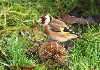 De putter is een regelmatige bezoeker bij ons in de tuin.
De distels worden vaak bezet en deze putter had er een op de grond piraat gemaakt.
Meestal zie ik ze wat meer in de hoogte zitten, maar een opname van dit lagere standpunt vond ik eens wat anders.
Foto genomen vanuit de woning.