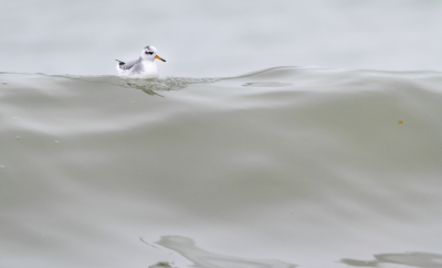 <i class='fa fa-user'></i> Hans Overduin |   Rosse Franjepoot  <i class='fa fa-eye'> 317</i>  <i class='fa fa-thumbs-up'> 21</i>   <i class='fa fa-comment-o'> 14</i>