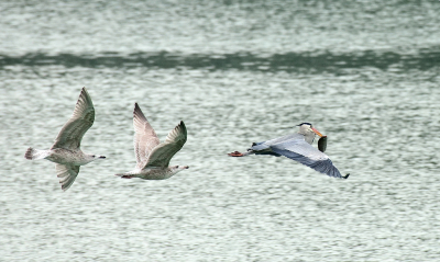<i class='fa fa-user'></i> josephine |   Blauwe Reiger  <i class='fa fa-eye'> 271</i>  <i class='fa fa-thumbs-up'> 9</i>   <i class='fa fa-comment-o'> 8</i>