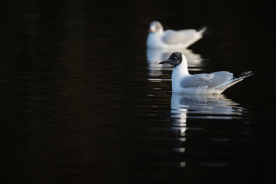 <i class='fa fa-user'></i> Erik van Ark |   Kokmeeuw  <i class='fa fa-eye'> 174</i>  <i class='fa fa-thumbs-up'> 1</i>   <i class='fa fa-comment-o'> 4</i>