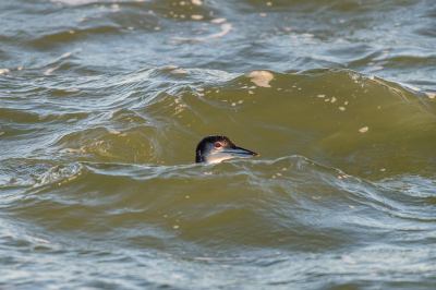 <i class='fa fa-user'></i> Conny Schotanus |   IJsduiker  <i class='fa fa-eye'> 298</i>  <i class='fa fa-thumbs-up'> 13</i>   <i class='fa fa-comment-o'> 8</i>