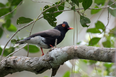 <i class='fa fa-user'></i> Paul van Giersbergen |   Retz' Klauwier  <i class='fa fa-eye'> 145</i>   <i class='fa fa-comment-o'> 2</i>
