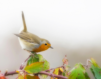 <i class='fa fa-user'></i> Hillebrand Keun |   Roodborst  <i class='fa fa-eye'> 192</i>  <i class='fa fa-thumbs-up'> 5</i>   <i class='fa fa-comment-o'> 4</i>