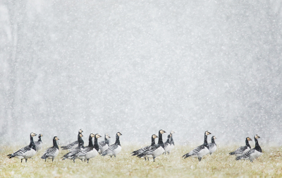 <i class='fa fa-user'></i> thijsglastra |   Brandgans  <i class='fa fa-eye'> 368</i>  <i class='fa fa-thumbs-up'> 23</i>   <i class='fa fa-comment-o'> 17</i>