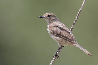 <i class='fa fa-user'></i> Paul van Giersbergen |   Vale Vliegenvanger  <i class='fa fa-eye'> 185</i>  <i class='fa fa-thumbs-up'> 1</i>   <i class='fa fa-comment-o'> 2</i>
