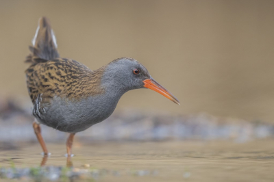 <i class='fa fa-user'></i> steppeke |   Waterral  <i class='fa fa-eye'> 423</i>  <i class='fa fa-thumbs-up'> 28</i>   <i class='fa fa-comment-o'> 9</i>