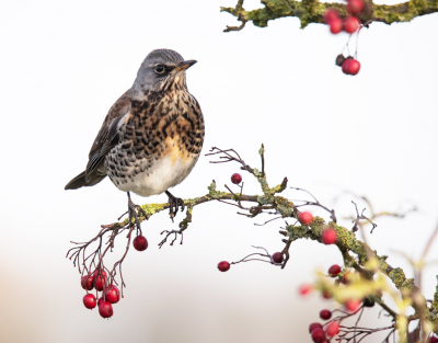 Inmiddels is deze kramsvogel met de noorderzon vertrokken, maar ik heb twee weken kunnen genieten van zijn aanwezigheid. De vogel trok zich weinig van mij aan.