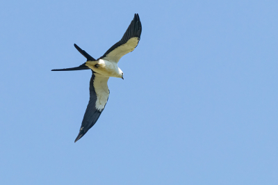 Zwaluwstaartwouwen cirkelen vaak hoog in de lucht. Deze kwam over op een meter of 50 afstand. De wollige buik is goed te zien.