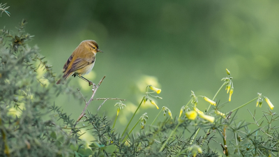<i class='fa fa-user'></i> arnold merckx |   Tjiftjaf  <i class='fa fa-eye'> 364</i>  <i class='fa fa-thumbs-up'> 24</i>   <i class='fa fa-comment-o'> 16</i>