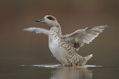 <i class='fa fa-user'></i> Johan G |   Marmereend  <i class='fa fa-eye'> 348</i>  <i class='fa fa-thumbs-up'> 20</i>   <i class='fa fa-comment-o'> 11</i>