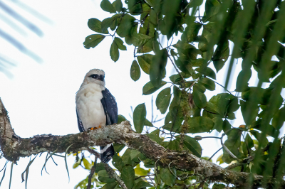 <i class='fa fa-user'></i> Louis56 |   Zwartmaskerbuizerd  <i class='fa fa-eye'> 183</i>   <i class='fa fa-comment-o'> 0</i>