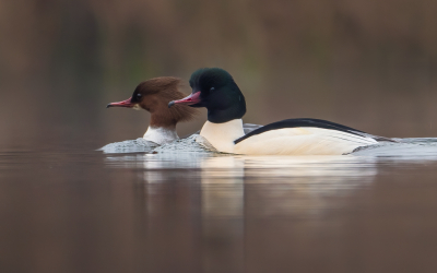 <i class='fa fa-user'></i> Vincent Vuik |   Grote Zaagbek  <i class='fa fa-eye'> 247</i>  <i class='fa fa-thumbs-up'> 14</i>   <i class='fa fa-comment-o'> 12</i>