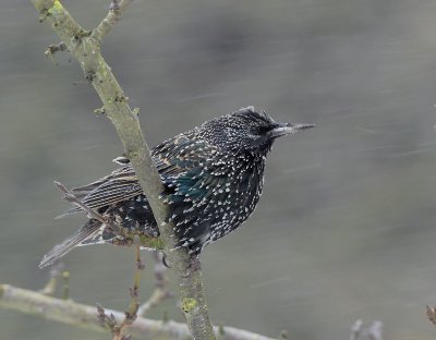 Nou het is dan zover, de winter van 2021 is begonnen. De vogels gaan het moeilijk krijgen, merk het nu al in de tuin. Zelden zien we hier een spreeuw, maar nu zat hij daar,  de ijzig koude sneeuwjacht trotserend. 

Willy