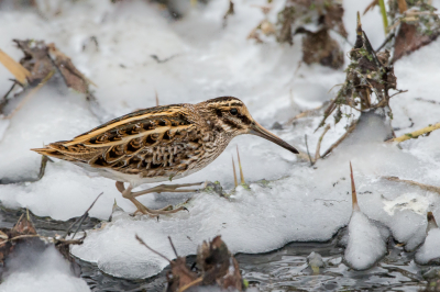 <i class='fa fa-user'></i> Peter Boltjes |   Bokje  <i class='fa fa-eye'> 391</i>  <i class='fa fa-thumbs-up'> 15</i>   <i class='fa fa-comment-o'> 9</i>