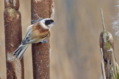 <i class='fa fa-user'></i> H. Cuper |   Buidelmees  <i class='fa fa-eye'> 285</i>  <i class='fa fa-thumbs-up'> 10</i>   <i class='fa fa-comment-o'> 5</i>