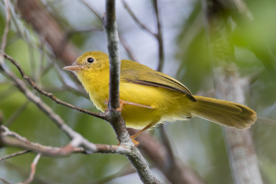 <i class='fa fa-user'></i> Paul van Giersbergen |   Gele Elfmonarch  <i class='fa fa-eye'> 147</i>   <i class='fa fa-comment-o'> 0</i>