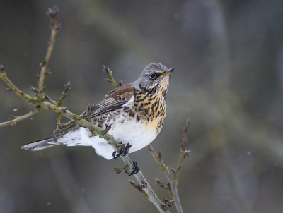 <i class='fa fa-user'></i> henkdikkers |   Kramsvogel  <i class='fa fa-eye'> 228</i>  <i class='fa fa-thumbs-up'> 13</i>   <i class='fa fa-comment-o'> 11</i>