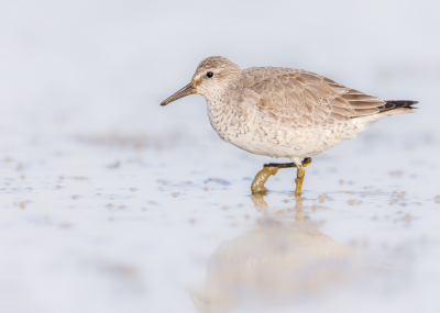 We komen graag bij 't Kuitje in Den Helder, het is altijd een verrassing wat er zit of wat er nog komt. Het enige waar je rekening meer moet houden is hoog en laag water. Is het water laag dan is de kans groot dat de vogels niet bij 't Kuitje lopen maar verderop op een zandplaat hun kostje bij elkaar scharrelen. Deze keer er een Kanoet, hij had het druk met het zoeken naar wat eetbaars en had ons niet zo in de gaten. Hij kwam zelfs zo dichtbij dat het bijna beeldvullend was.