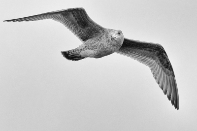 Zilvermeeuw (juveniel) zweeft op windkracht 6 boven de zuidpier bij IJmuiden op een winterse zaterdagmorgen
