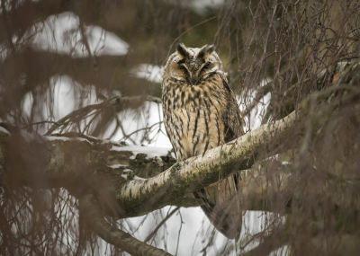 <i class='fa fa-user'></i> Bert Ooms |   Ransuil  <i class='fa fa-eye'> 323</i>  <i class='fa fa-thumbs-up'> 11</i>   <i class='fa fa-comment-o'> 10</i>