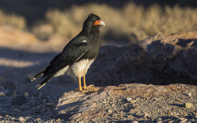 <i class='fa fa-user'></i> Lennart Verheuvel |   Andescaracara  <i class='fa fa-eye'> 171</i>   <i class='fa fa-comment-o'> 7</i>