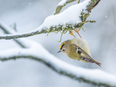 <i class='fa fa-user'></i> Henri Aantjes |   Goudhaan  <i class='fa fa-eye'> 395</i>  <i class='fa fa-thumbs-up'> 31</i>   <i class='fa fa-comment-o'> 12</i>