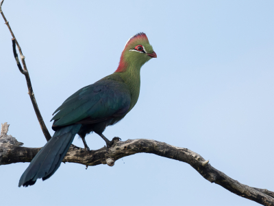 <i class='fa fa-user'></i> Paul van Giersbergen |   Fischers Toerako  <i class='fa fa-eye'> 185</i>  <i class='fa fa-thumbs-up'> 8</i>   <i class='fa fa-comment-o'> 6</i>
