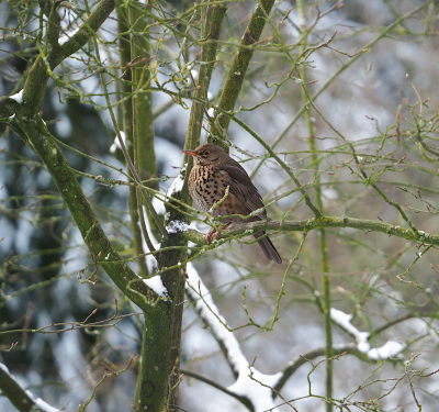 <i class='fa fa-user'></i> guido mwm |   Merel  <i class='fa fa-eye'> 377</i>  <i class='fa fa-thumbs-up'> 1</i>   <i class='fa fa-comment-o'> 39</i>