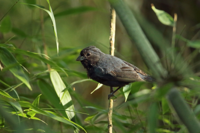 <i class='fa fa-user'></i> Martjan Lammertink |   Zwart-blauw Dikbekje  <i class='fa fa-eye'> 166</i>   <i class='fa fa-comment-o'> 1</i>