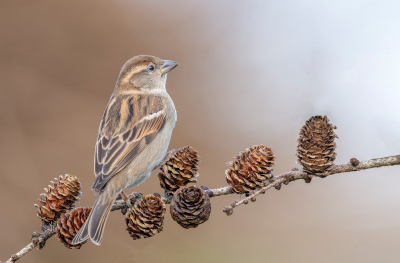 <i class='fa fa-user'></i> Freddy69 |   Huismus  <i class='fa fa-eye'> 143</i>  <i class='fa fa-thumbs-up'> 4</i>   <i class='fa fa-comment-o'> 26</i>