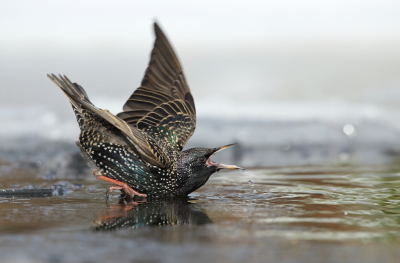 <i class='fa fa-user'></i> horneman69 |   Spreeuw  <i class='fa fa-eye'> 342</i>  <i class='fa fa-thumbs-up'> 18</i>   <i class='fa fa-comment-o'> 10</i>