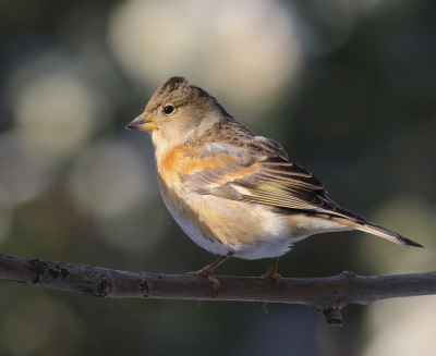 Vanochtend zeer verrast door een koppeltje kepen in de tuin.
Niet eerder deze prachtvogel voor de lens gehad.
Hier de dame in mooi licht.