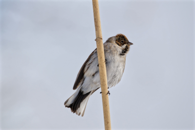 Mannetje rietgors (denk ik, eerste keer gespot!) vol in de zon. Ik heb ook leuke beelden gemaakt van de vrouwtjes spelende in de riet, maar deze zijn van ver gemaakt en de vogels zijn helaas niet heel scherp. Ik was met deze jonge heel gelukkig maar er ontbreekt wel een achtergrond vind ik.