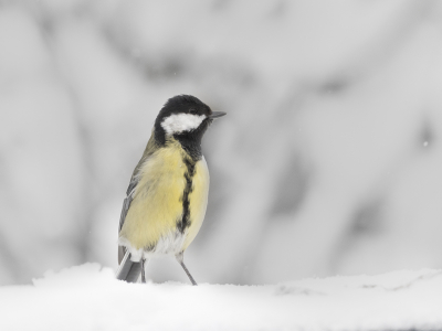 Ondanks dat ik erg weinig tijd heb (echt balen) toch even in de tuin de gangbare vogeltjes gefotografeerd. Ik vind de Koolmees niet de gemakkelijkste!
Met deze was ik dan ook wel blij.