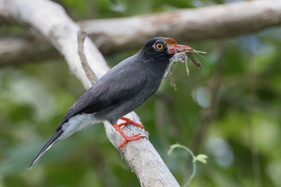 <i class='fa fa-user'></i> Paul van Giersbergen |   Stekelkopklauwier  <i class='fa fa-eye'> 157</i>  <i class='fa fa-thumbs-up'> 2</i>   <i class='fa fa-comment-o'> 2</i>