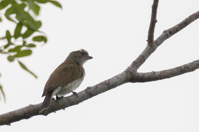 <i class='fa fa-user'></i> Paul van Giersbergen |   Bleke Honingspeurder  <i class='fa fa-eye'> 133</i>   <i class='fa fa-comment-o'> 0</i>