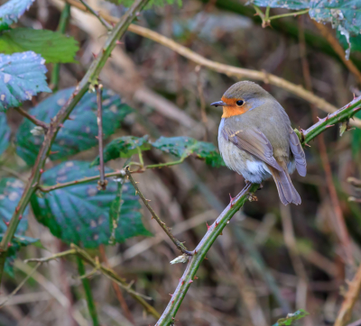 <i class='fa fa-user'></i> Jan Lohman |   Roodborst  <i class='fa fa-eye'> 135</i>   <i class='fa fa-comment-o'> 19</i>