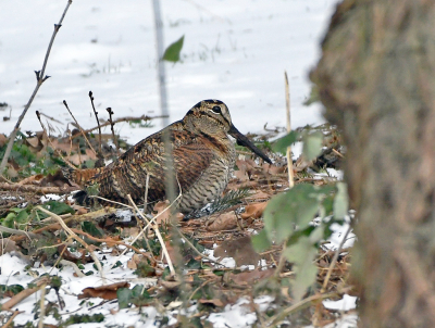 Wat scharrelt daar in  de slootrand. Het zal toch niet?  Ze schijnen momenteel overal op te duiken, maar als het dan in eigen tuin gebeurt is dat toch spannend. Meer dan dit plaatje zat er niet in, maar geeft wel de plek aan waar ze zich nu schuil houden.

Willy