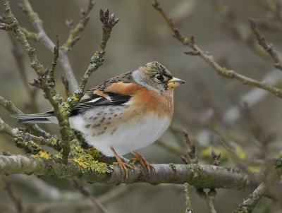 De hele winter nog geen kepen gezien hier, maar vanmorgen waren ze er wel ineens. Fijne wintergasten zijn het en ze geven een beetje kleur aan het leven. Zo te lezen zijn de kepen massaal aan het trekken nu.om aan de winterkou te ontsnappen. 

Willy