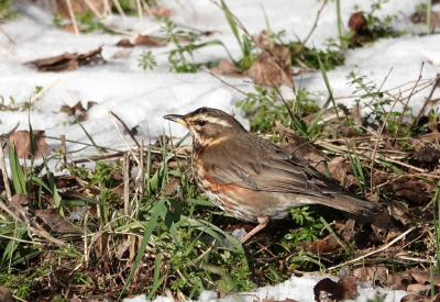 De winterse omstandigheden lokken de Koperwieken wat meer naar de bebouwde kom. Van die gelegenheid maak ik graag gebruik.