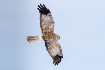 <i class='fa fa-user'></i> Mauricewensing |   Bruine Kiekendief  <i class='fa fa-eye'> 160</i>  <i class='fa fa-thumbs-up'> 1</i>   <i class='fa fa-comment-o'> 26</i>