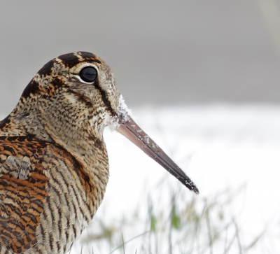 <i class='fa fa-user'></i> Richard Ubels |   Houtsnip  <i class='fa fa-eye'> 378</i>  <i class='fa fa-thumbs-up'> 13</i>   <i class='fa fa-comment-o'> 7</i>