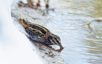 Dit Bokje zat bij een beek waar nog open water was. Ik zag de vogel vliegen en landen in de beek en na heel voorzichtig er naar toe te sluipen en trachten te lokaliseren waar het beestje juist geland was, kreeg ik de vogel prachtig tot op enkele meters afstand te zien.