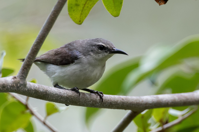 <i class='fa fa-user'></i> Paul van Giersbergen |   Amanihoningzuiger  <i class='fa fa-eye'> 109</i>   <i class='fa fa-comment-o'> 0</i>