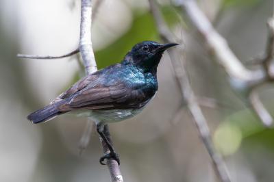 <i class='fa fa-user'></i> Paul van Giersbergen |   Amanihoningzuiger  <i class='fa fa-eye'> 115</i>   <i class='fa fa-comment-o'> 0</i>