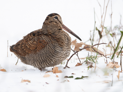 <i class='fa fa-user'></i> Vincent Vuik |   Houtsnip  <i class='fa fa-eye'> 401</i>  <i class='fa fa-thumbs-up'> 25</i>   <i class='fa fa-comment-o'> 16</i>