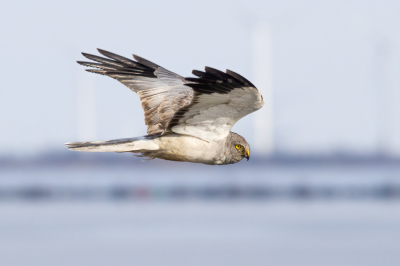 Opnieuw laden van de foto, alleen meer na-verscherpt zoals gevraagd. Mijn vorige foto staat op een tijdelijke plek