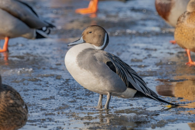 In de buurt van een van de weinige wakken van het Paterswoldse meer zaten een aantal pijlstaarten. Ik had ze nog nooit van zo dicht bij mogen zien. Liggend op de ijskoude grond kon ik een aantal leuke foto's maken. Wat ik niet begreep is dat sommige hondeneigenaren hun hond los lieten lopen en de watervogels lieten opschrikken.